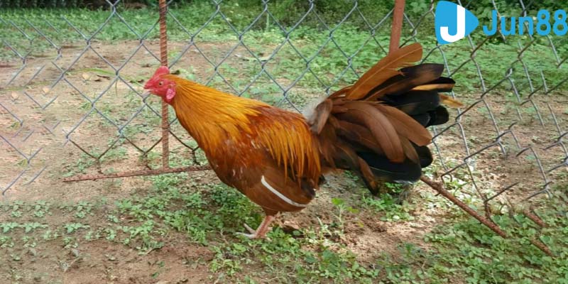 Phân loại gà khét hiệu quả
